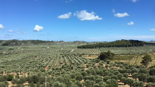 Tenuta Valle Della Corte Vieste Bagian luar foto